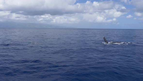 Humpback whale pectoral fin slap wide shot Maui, Hawaii