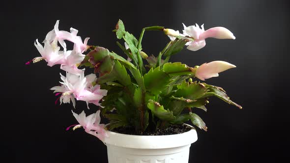 Schlumbergera truncata