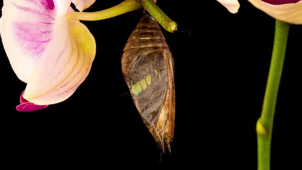 Cocoon and Butterfly Broken Butterfly Cocoons Pinned on a Stick Butterfly Emerges From Chrysalis and