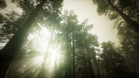 Redwood Forest Foggy Sunset Scenery