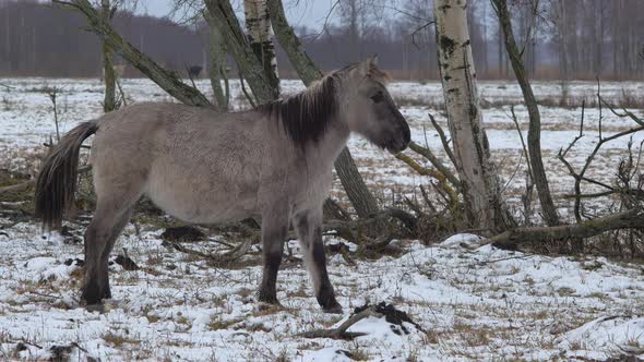Wild horse (Konik Polski) standing in front of birch trees in cloudy winter day, wild bison's runnin
