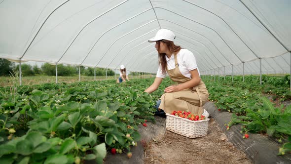 Picking Ripe Strawberries From Bush