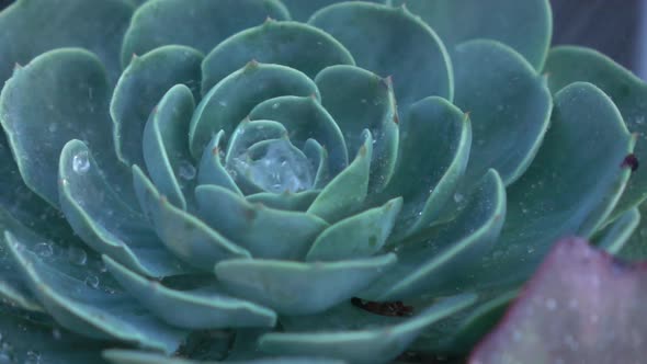 Green Plant in the Rain