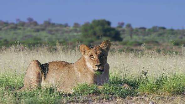 Lioness Subadult Relaxing  In The Rays Of The Morning Sun With Green Stained Chin From Drinking In K