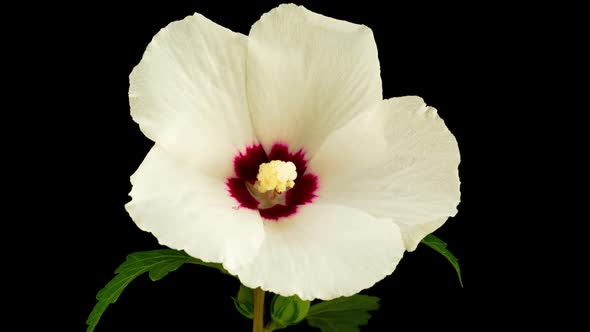 White Hibiscus Flower Blooming