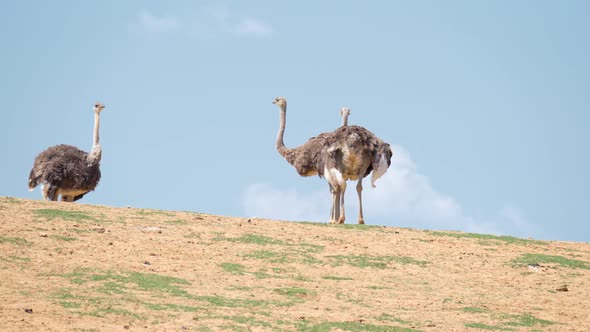 Three Ostriches On A Hill. One Ostrich Standing Looking At The Other Two Ostriches Foraging In Anseo