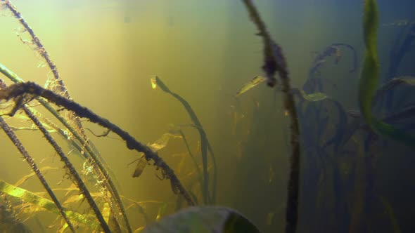 The Thicket Under the Water