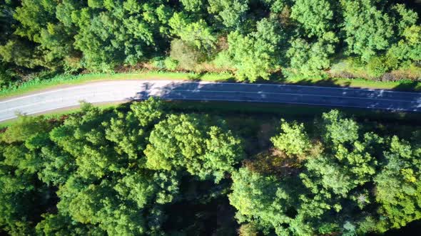 Aerial Video of the Road in the Middle of a Green Summer Forest