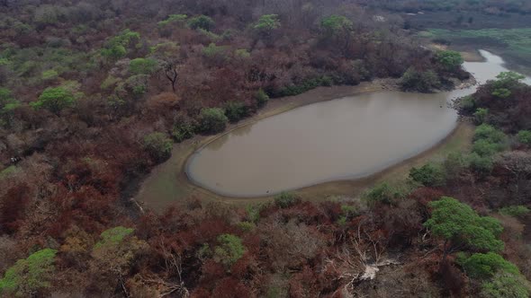Aerial of Pantanal after fires, dead forest drought and a lake in the middle