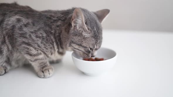 Adorable Cute Grey Cat Eating Food From White Cat Bowl