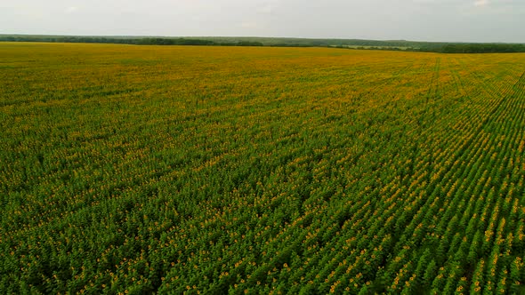 Aerial View Huge Field of Sunflowers