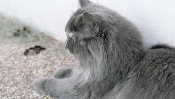 Gray Persian Chinchilla female adult cat with yellow eyes laying on the ground breathing heavily and