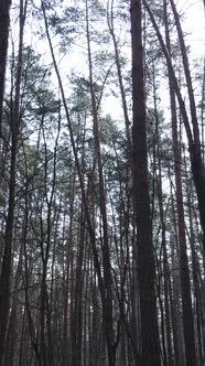 Vertical Video of the Pine Forest in the Afternoon