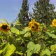 a hedge of sunflowers in the middle of a pine forest - VideoHive Item for Sale