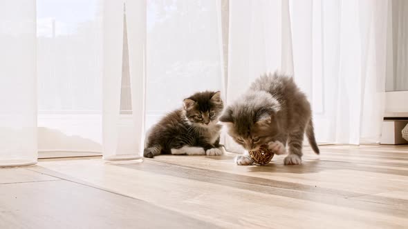 Little Kittens Play Having Fun Near Window in the Sunlight