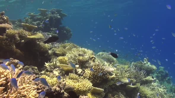 coral reef in the Maldives with table corals and hard corals