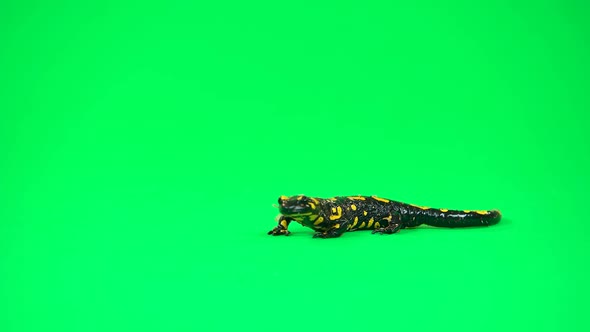 Fire Salamander. Salamandra Maculosa in Green Background