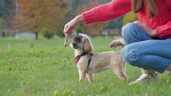 Owner Plays with Shih Tzu Dog Showing Stick on Green Field