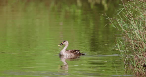 Spot Billed Duck swimming in the water with the green reflection in slow motion