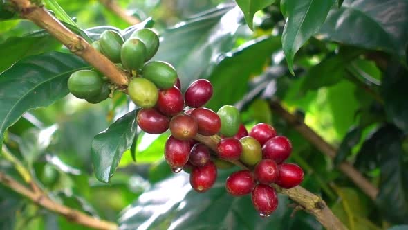 Natural Red Coffee