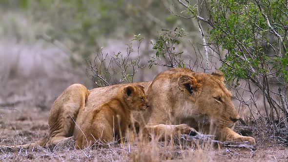 African lion in Kruger National park, South Africa