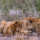 African lion in Kruger National park, South Africa - VideoHive Item for Sale