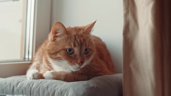 Ginger cat 