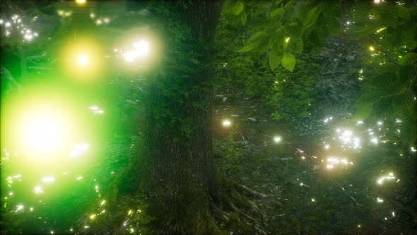 Firefly Flying in the Forest