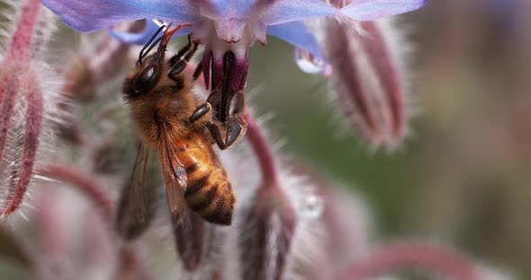 European Honey Bee, apis mellifera, Bee Booting a Borage Flower, Pollination Act, Normandy