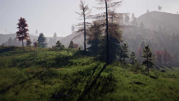 Summer Landscape in the Carpathian Mountains