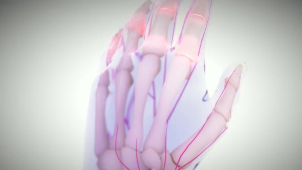 3D Human Hand Anatomy Animation