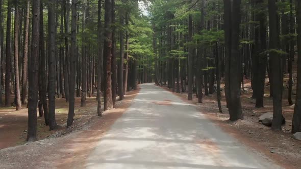 POV Along Empty Road Surrounded By Fir Trees At USHU Forest At Kalam. Follow Shot