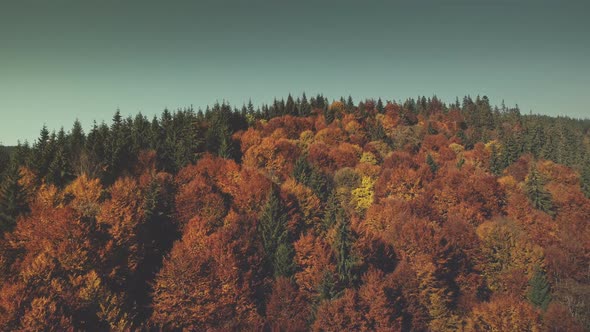 Colorful Mountain Forest Top Sight Aerial View