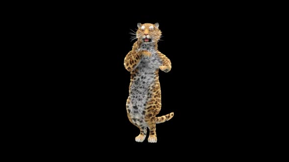 Leopard Dancing HD