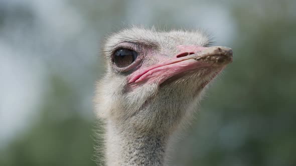 Close Up Portrait of Blinking Common Ostrich, Struthio Camelus. Big Flightness Bird.