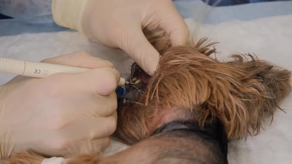 Ultrasonic Tartar Cleaning of Teeth in a Dog