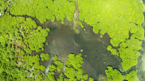 Aerial View of Mangrove Forest and River