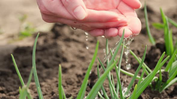 Close-up, Young Green Onions, Sprouted From the Soil in the Garden, Is Watered From Hands, Palms