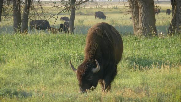 Wild American Buffalo Grazing in a Meadow