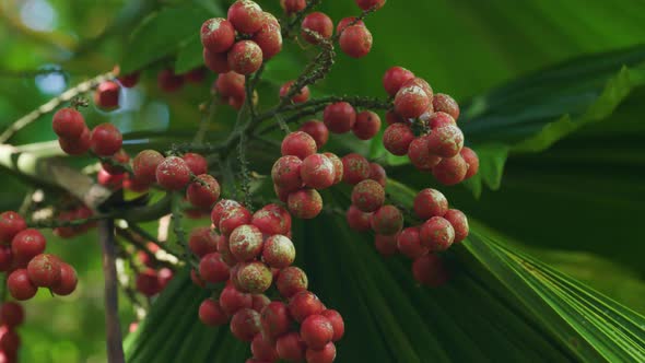 Wild Cherry berries