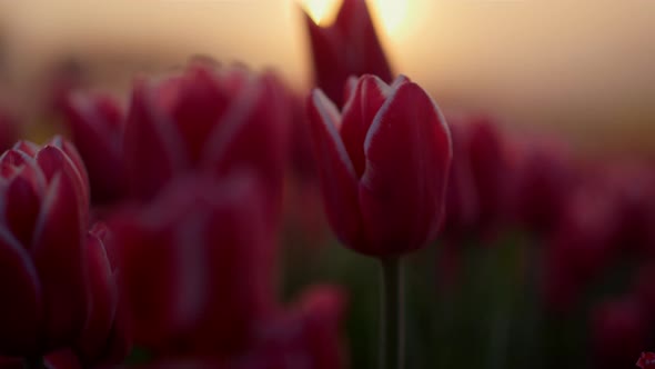 Closeup Tulip Bud in Sunset Light