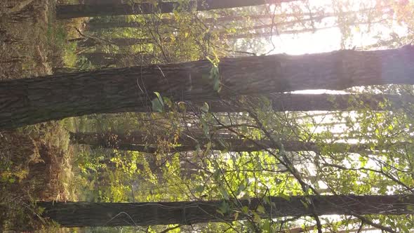 Vertical Video Autumn Forest with Trees in Ukraine Slow Motion