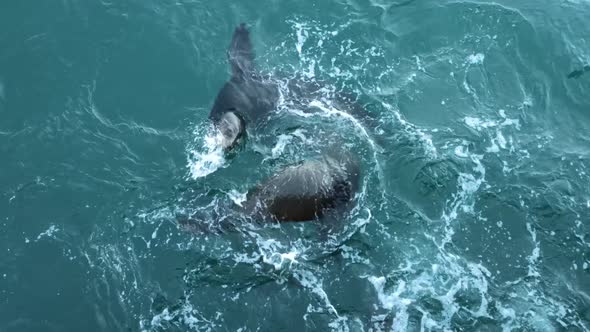 Wild Seal Animal Colony Many Sea Lion Herd Swimming in Ocean Water