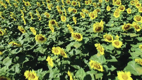 Plants with Sunflower Flowers Ripening Under the Hot Sun