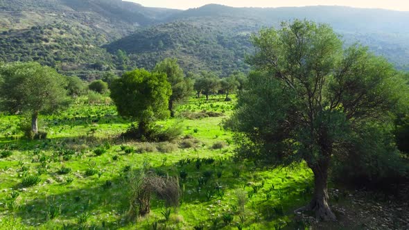 Mediterranean Landscape Drone Slowly Flying Through Olive Trees Beautiful Nature View of Green Grove