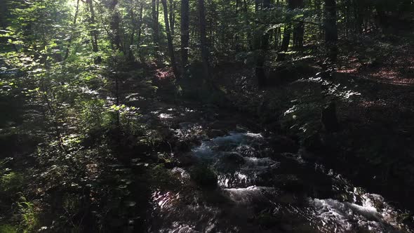 Stream in the summer forest