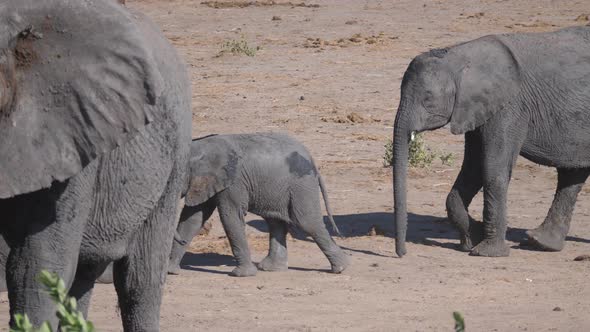 Baby elephant following the herd 