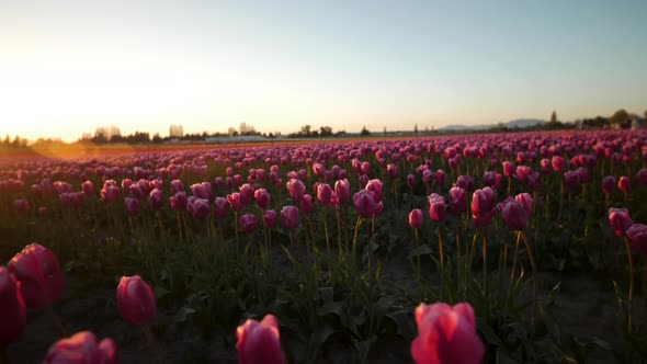 Sun setting over field of pink tulips