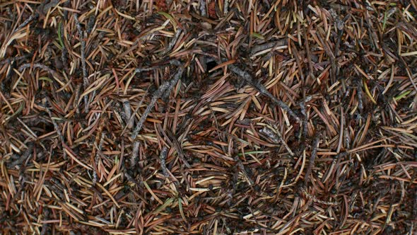 Anthill from above busy Timelapse