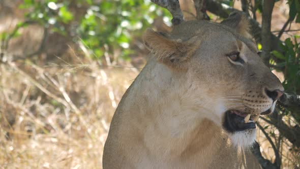 Close up view of an African lioness in Masai Mara